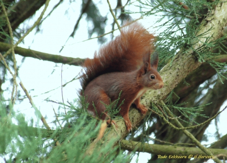 Rode Eekhoorn