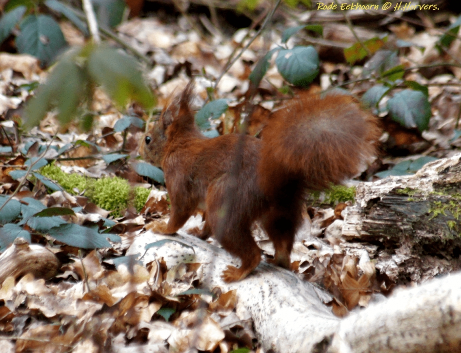 Rode Eekhoorn - Zoogdieren - Rode Eekhoorn