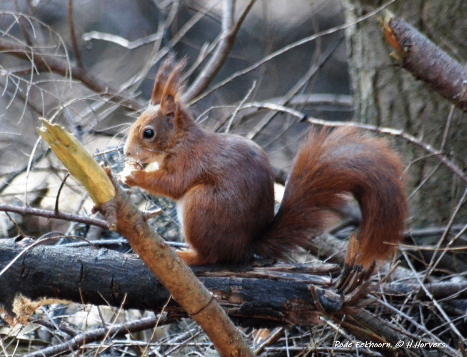 Rode Eekhoorn - Zoogdieren - Rode Eekhoorn