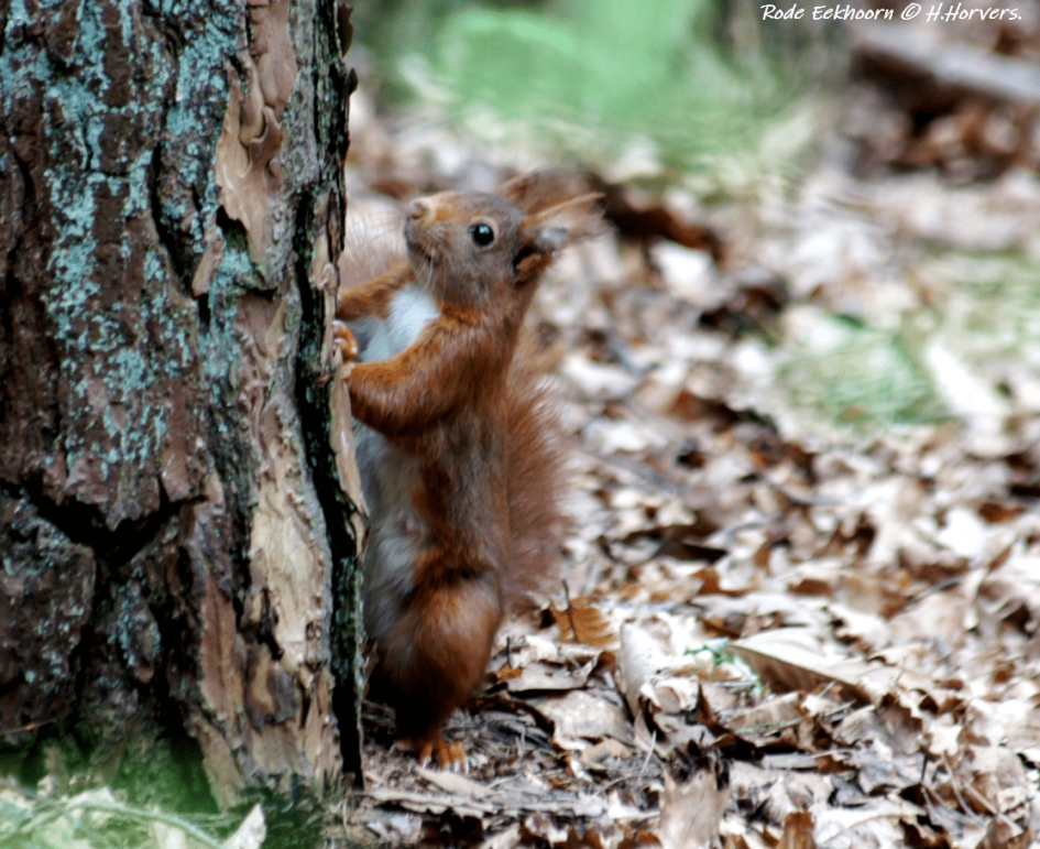 Rode Eekhoorn - Zoogdieren - Rode Eekhoorn