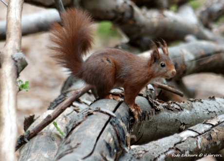 Rode Eekhoorn