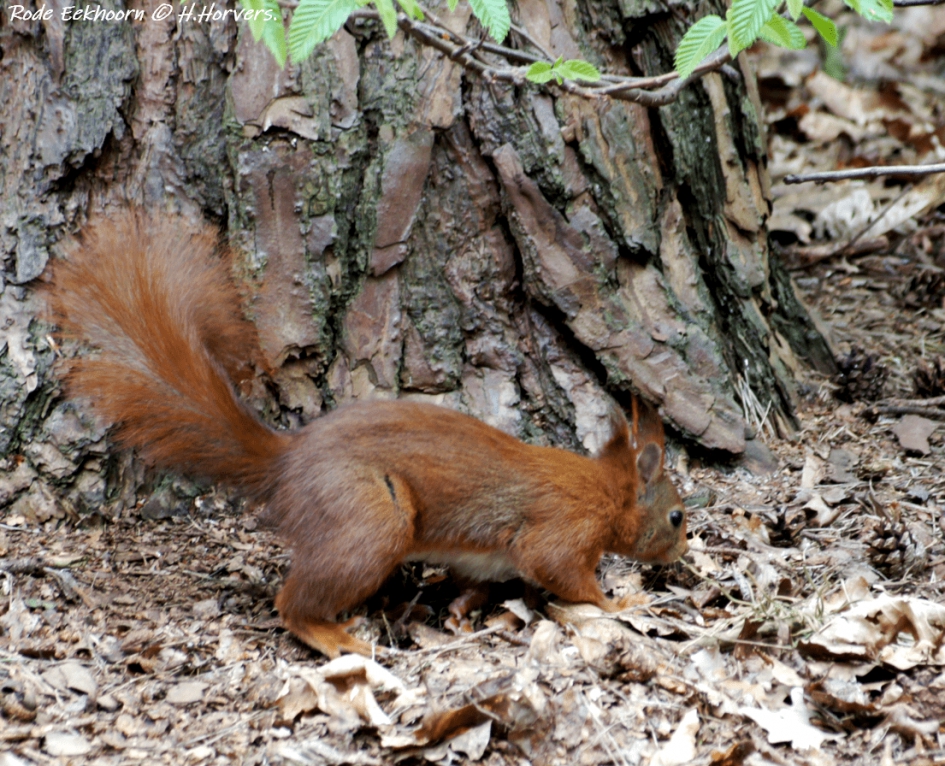Rode Eekhoorn - Zoogdieren - Rode Eekhoorn