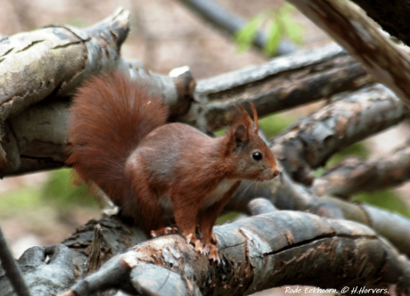 Rode Eekhoorn