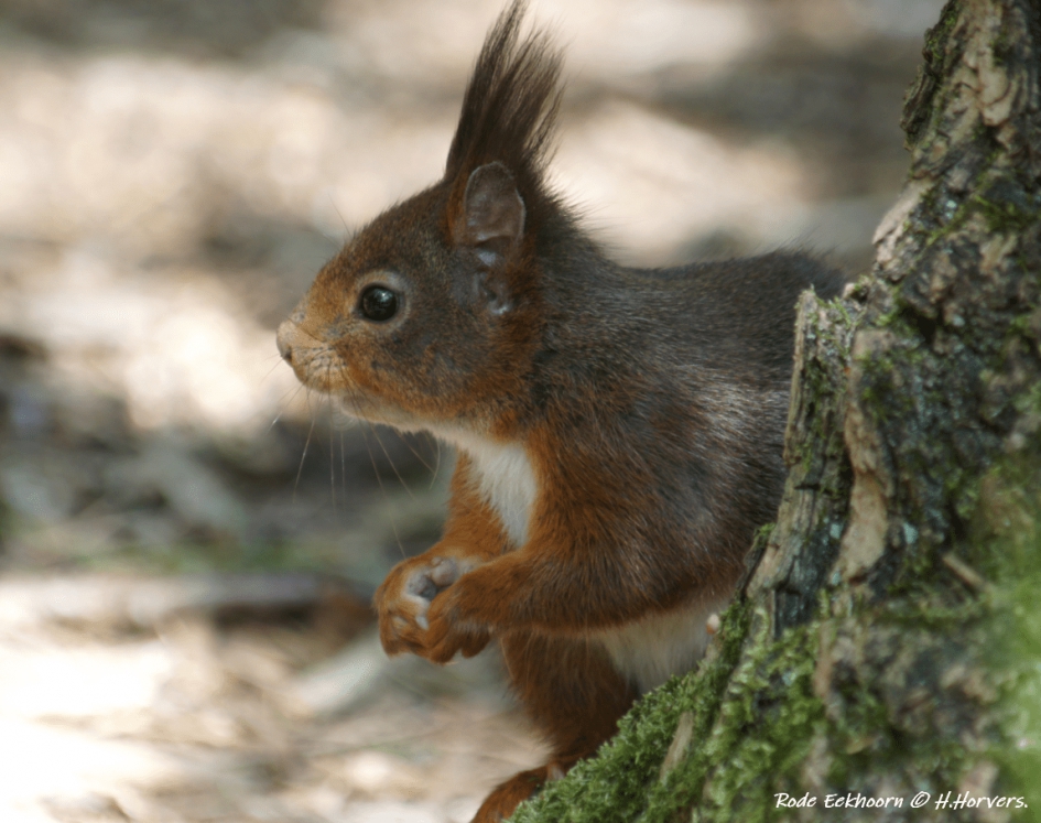 Rode Eekhoorn - Zoogdieren - Rode Eekhoorn