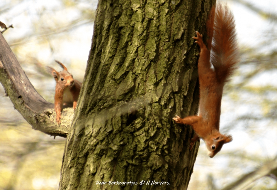 Rode Eekhoorntjes. - Zoogdieren - Rode Eekhoorntjes.