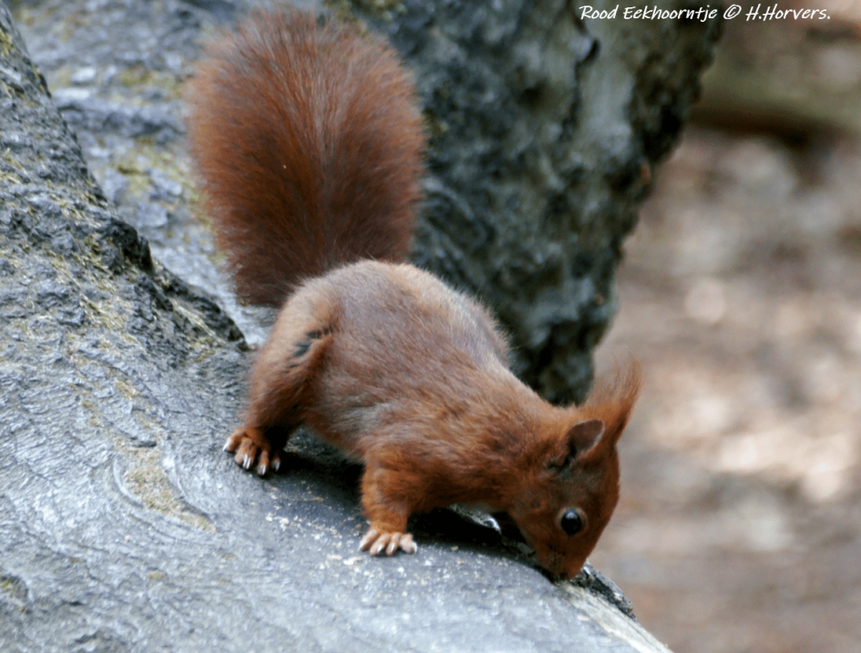Rood Eekhoorntje - Zoogdieren - Rood Eekhoorntje