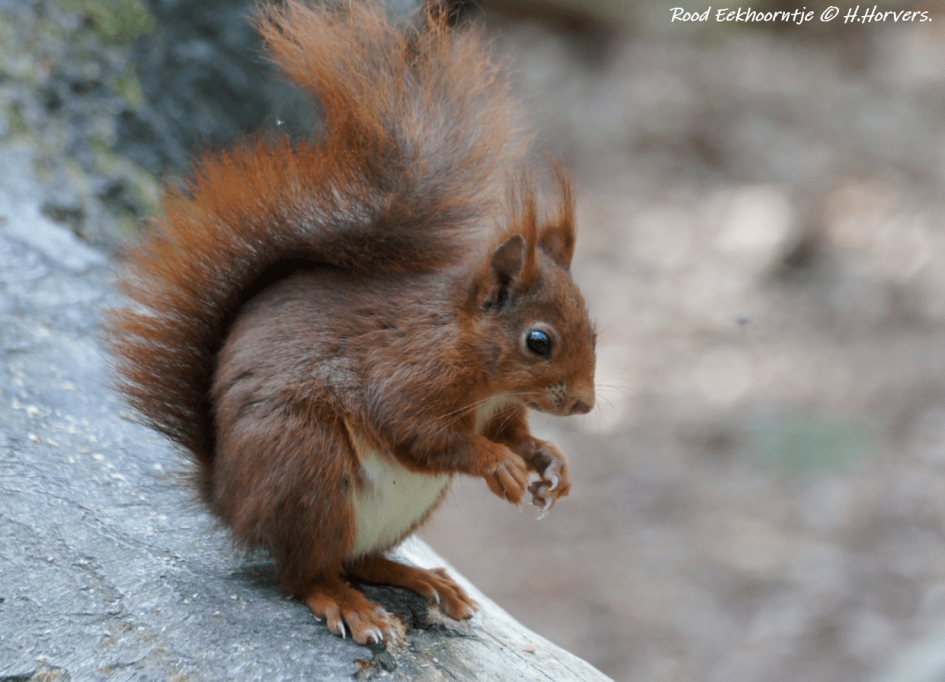 Rood Eekhoorntje - Zoogdieren - Rood Eekhoorntje