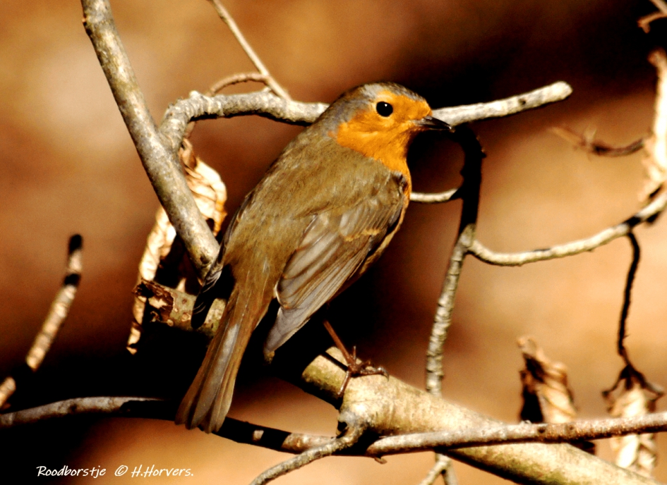 Roodborstje - Vogels - Roodborstje
