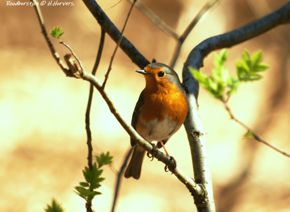 Roodborstje - Vogels - Roodborstje