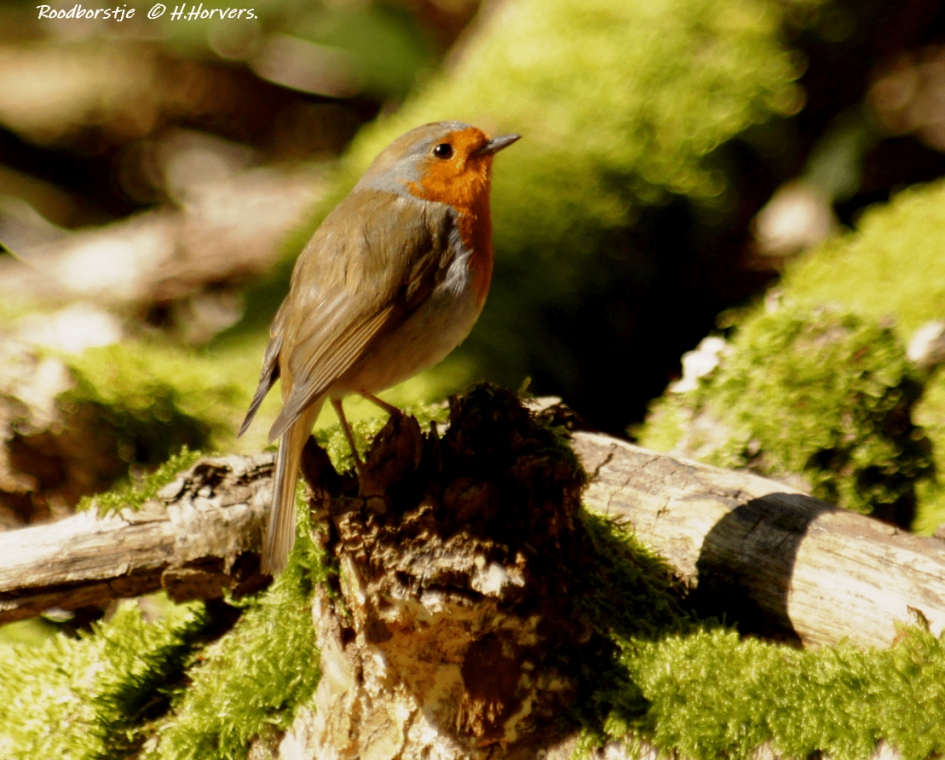 Roodborstje - Vogels - Roodborstje