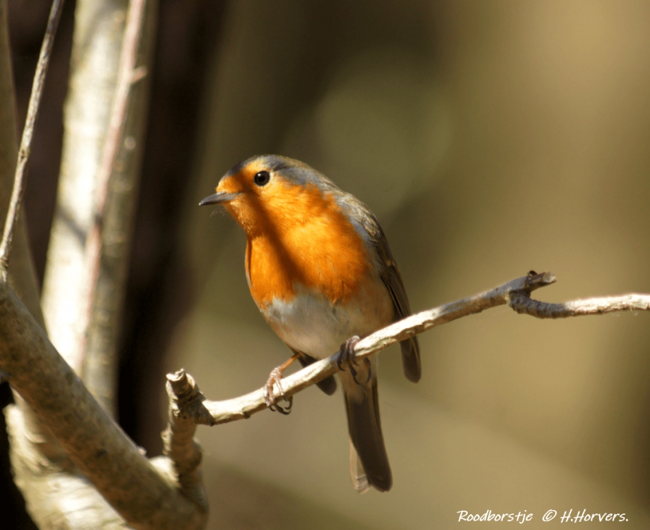 Roodborstje - Vogels - Roodborstje