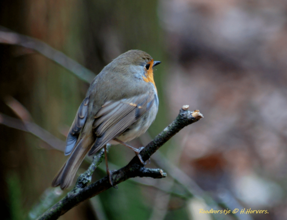 Roodborstje - Vogels - Roodborstje