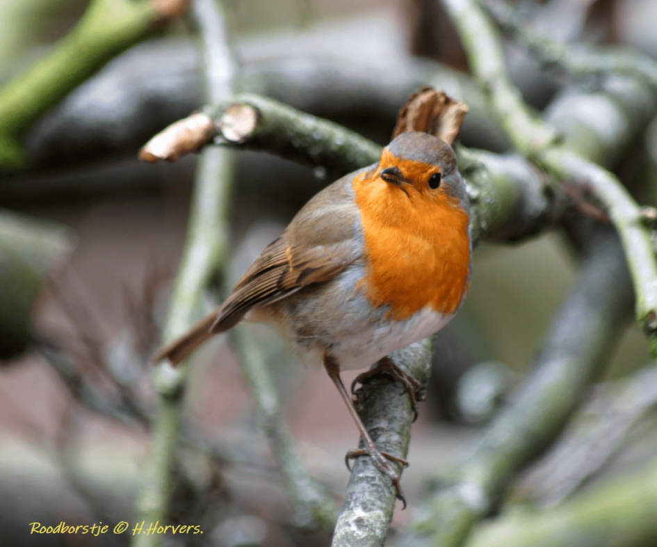 Roodborstje - Vogels - Roodborstje