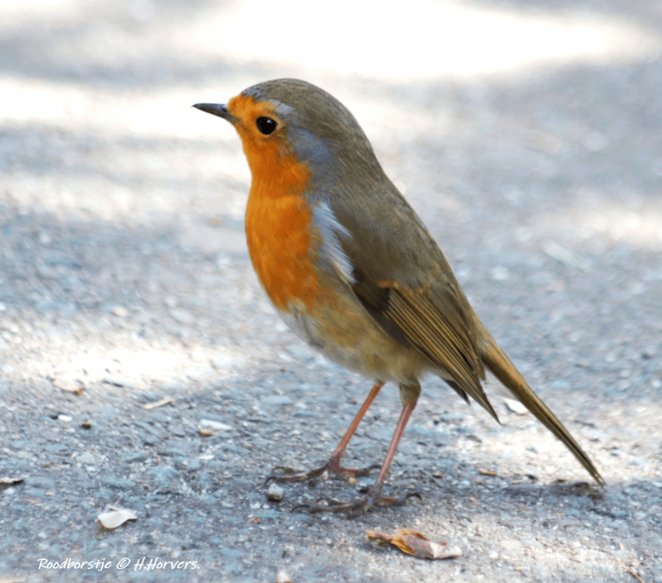 Roodborstje - Vogels - Roodborstje