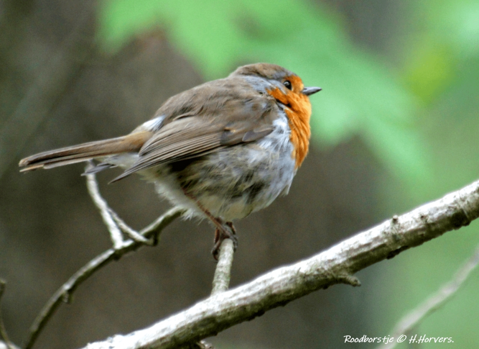 Roodborstje - Vogels - Roodborstje