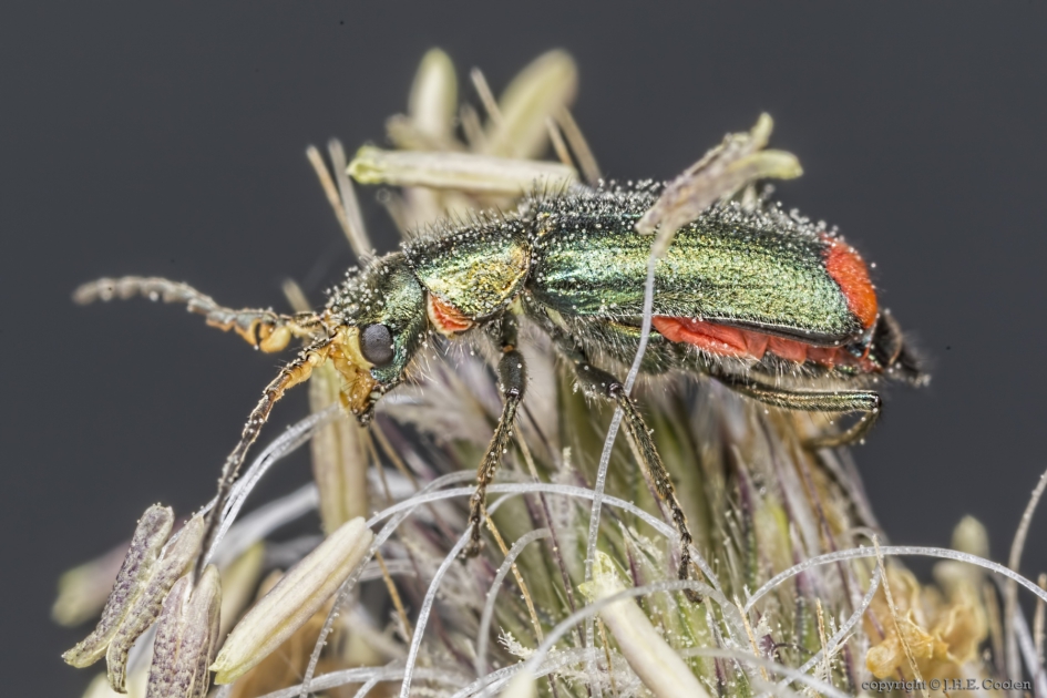 Roodtipbasterdweekschild (Malachius bipustulatus) - Geleedpotigen - Roodtipbasterdweekschild