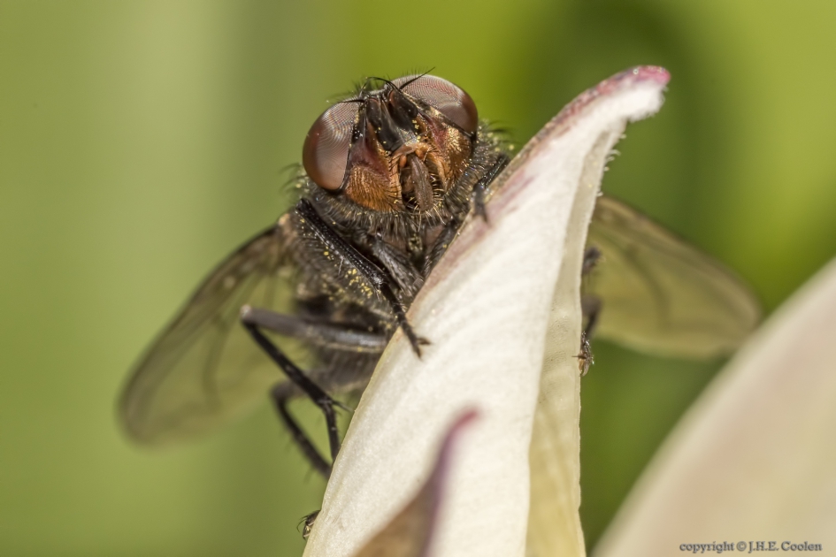 Roodwangbromvlieg (Calliphora vicina) - Geleedpotigen - Roodwangbromvlieg