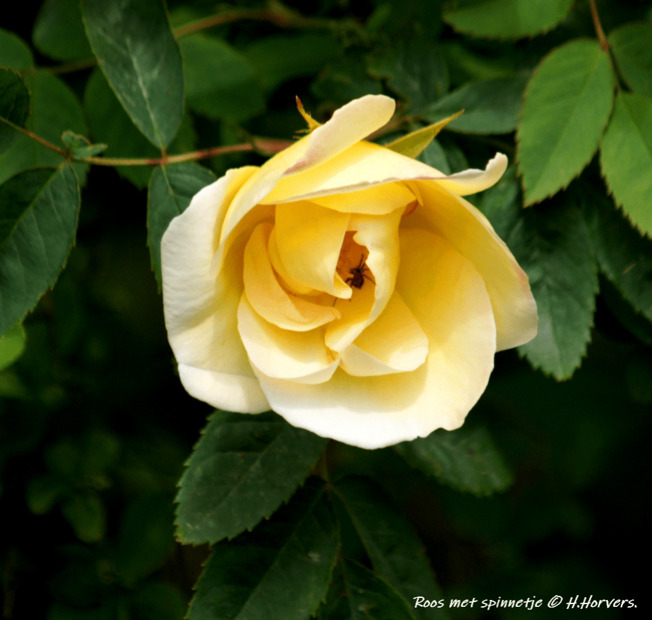 Roos - Planten - Roos