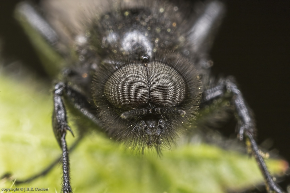 Rouwvlieg (Bibio marci) - Geleedpotigen - Rouwvlieg