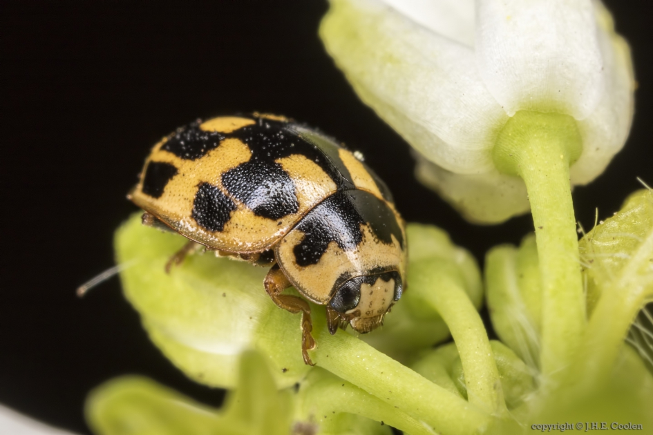 Schaakbordlieveheersbeestje (Propylea quatuordecimpunctata) - Geleedpotigen - Schaakbordlieveheersbeestje