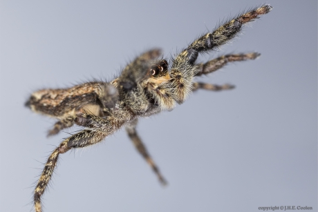 Schorsmarpissa (Marpissa muscosa)