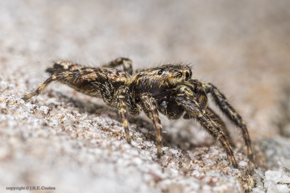 Schorsmarpissa (Marpissa muscosa) - Geleedpotigen - Schorsmarpissa