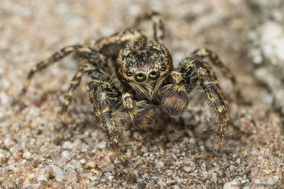 Schorsmarpissa (Marpissa muscosa) - Geleedpotigen - Schorsmarpissa