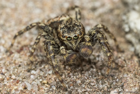 Schorsmarpissa (Marpissa muscosa)