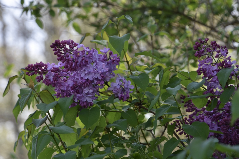 Seringen - Planten - 