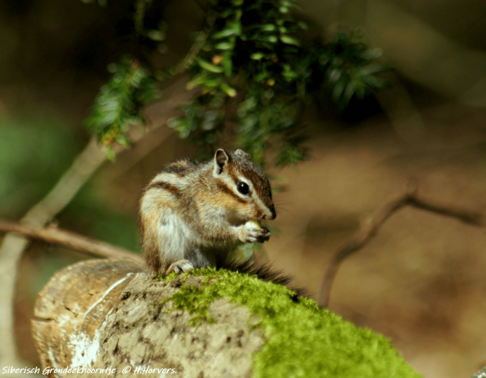 Siberisch Grondeekhoorntje. - Zoogdieren - Siberisch Grondeekhoorntje