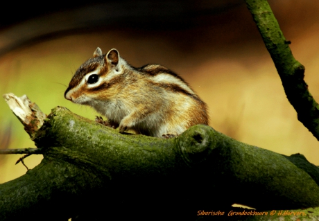 Siberische Grondeekhoorn