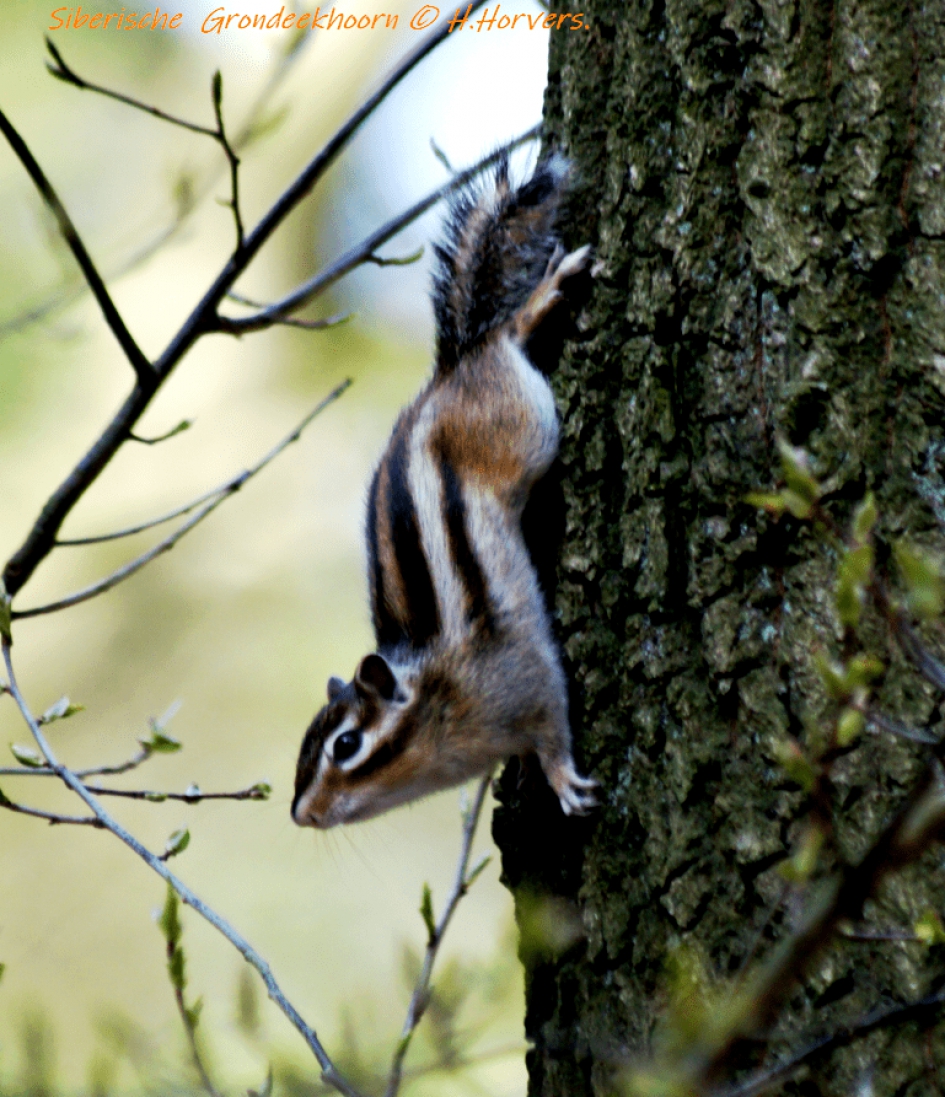 Siberische Grondeekhoorn - Zoogdieren - Siberische Grondeekhoorn
