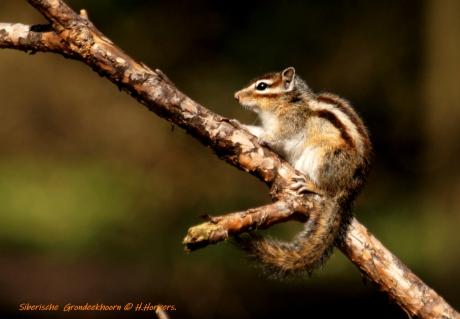 Siberische Grondeekhoorn