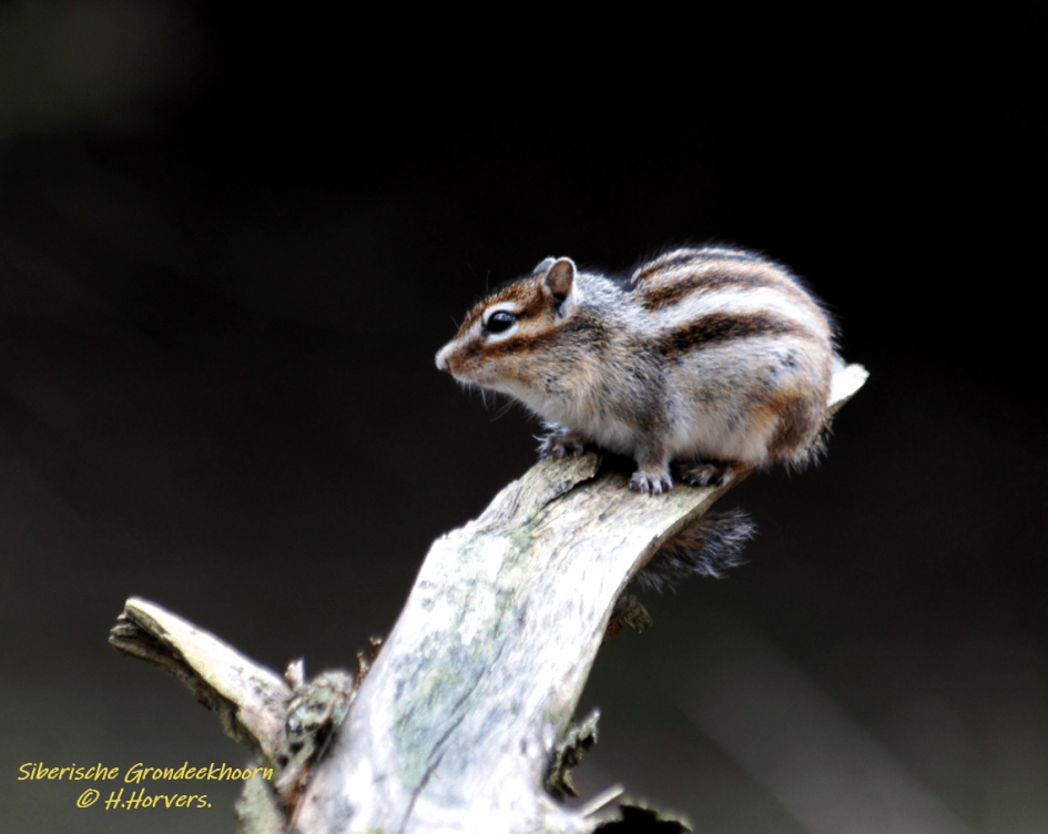 Siberische Grondeekhoorn - Zoogdieren - Siberische Grondeekhoorn