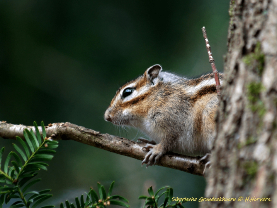 Siberische Grondeekhoorn - Zoogdieren - Siberische Grondeekhoorn