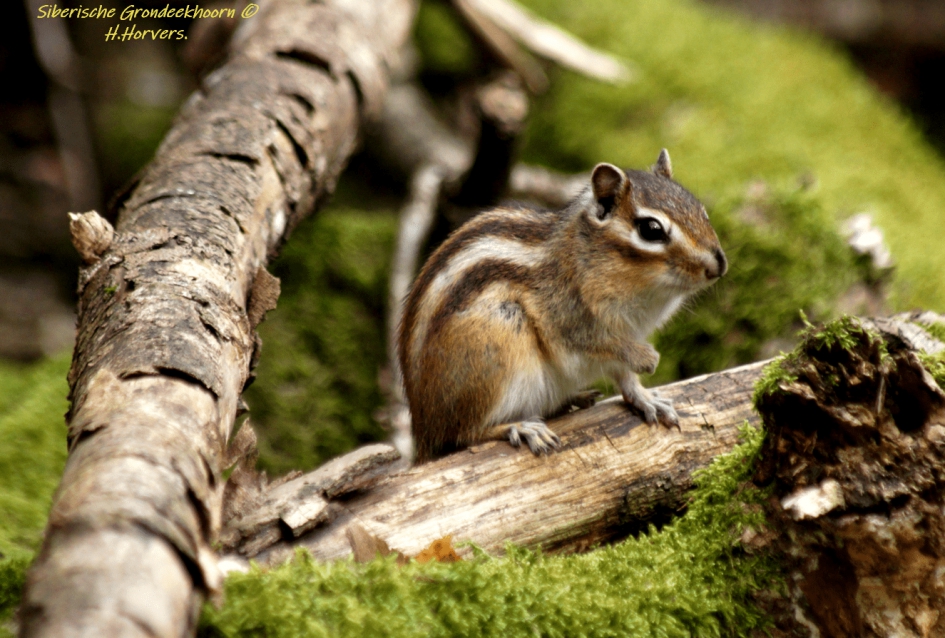 Siberische Grondeekhoorn. - Zoogdieren - Siberische Grondeekhoorn.