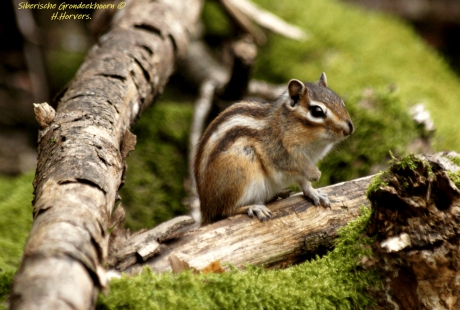 Siberische Grondeekhoorn.