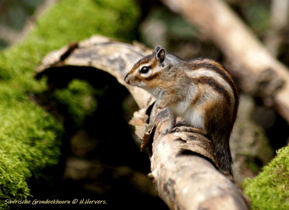 Siberische Grondeekhoorn - Zoogdieren - Siberische Grondeekhoorn
