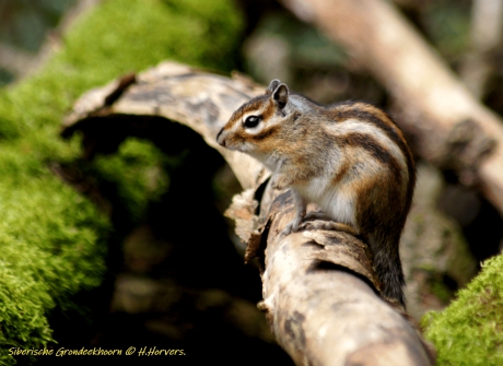 Siberische Grondeekhoorn