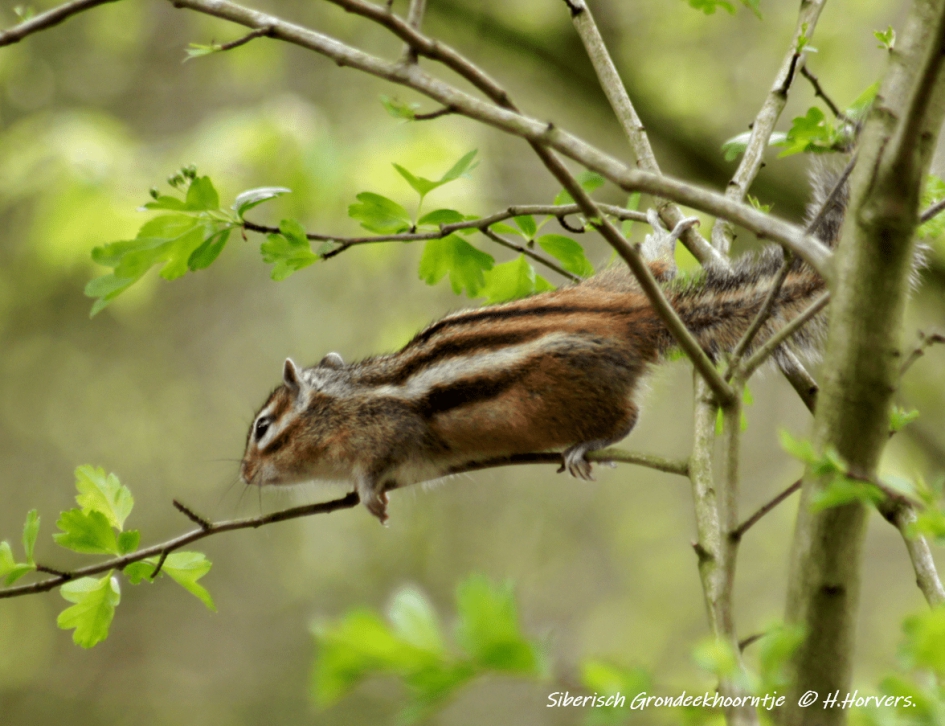 Siberische Grondeekhoorn - Zoogdieren - Siberische Grondeekhoorn