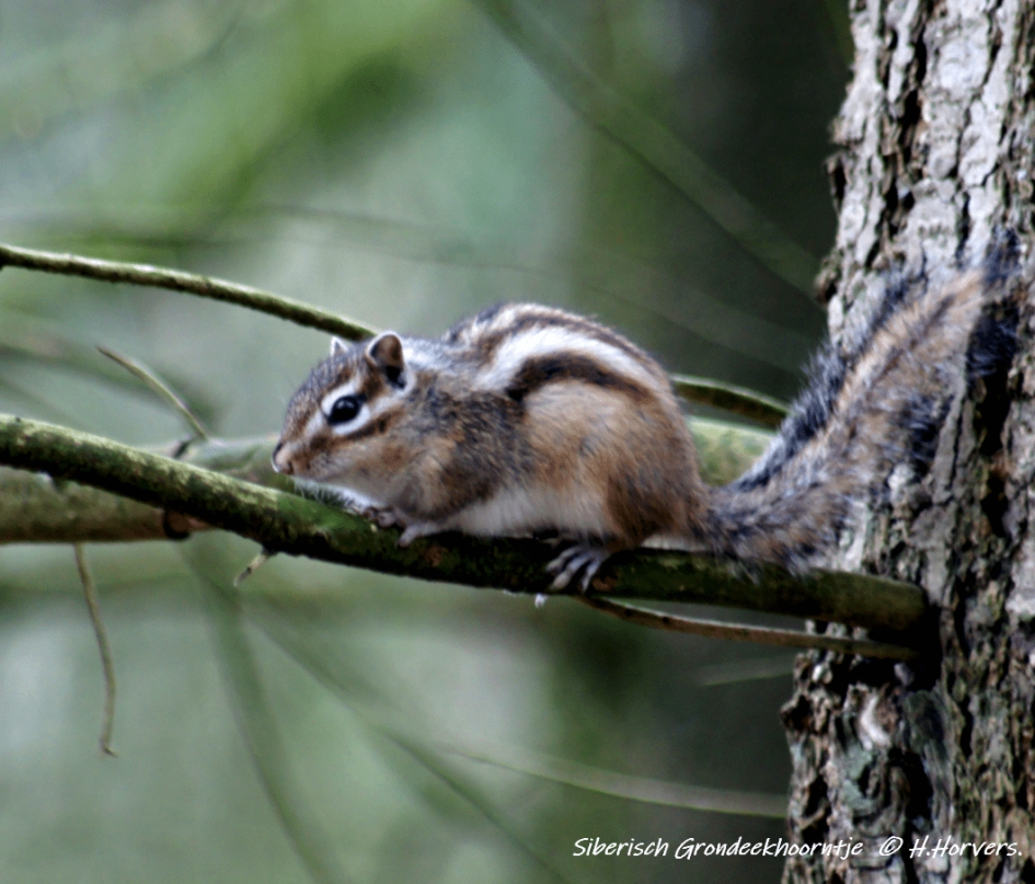Siberische Grondeekhoorn - Zoogdieren - Siberische Grondeekhoorn