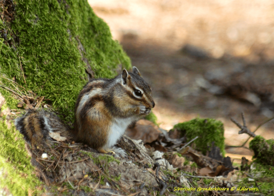 Siberische Grondeekhoorn - Zoogdieren - Siberische Grondeekhoorn