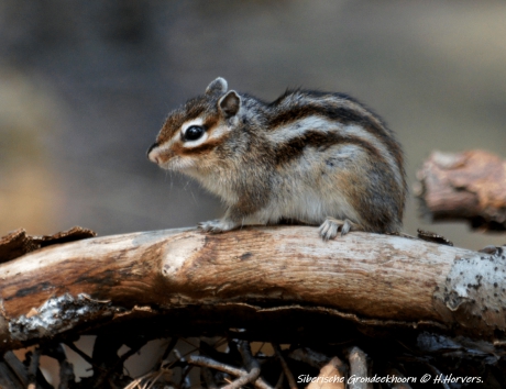 Siberische Grondeekhoorn