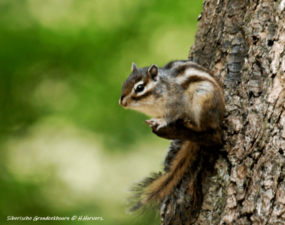 Siberische Grondeekhoorn - Zoogdieren - Siberische Grondeekhoorn