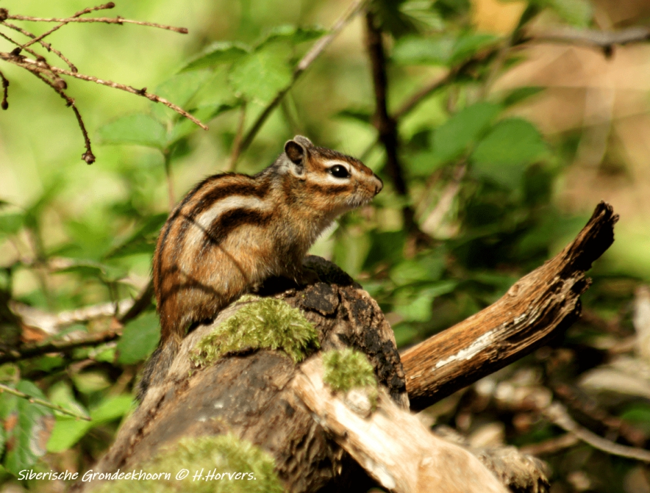 Siberische Grondeekhoorn - Zoogdieren - Siberische Grondeekhoorn