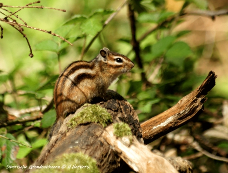 Siberische Grondeekhoorn