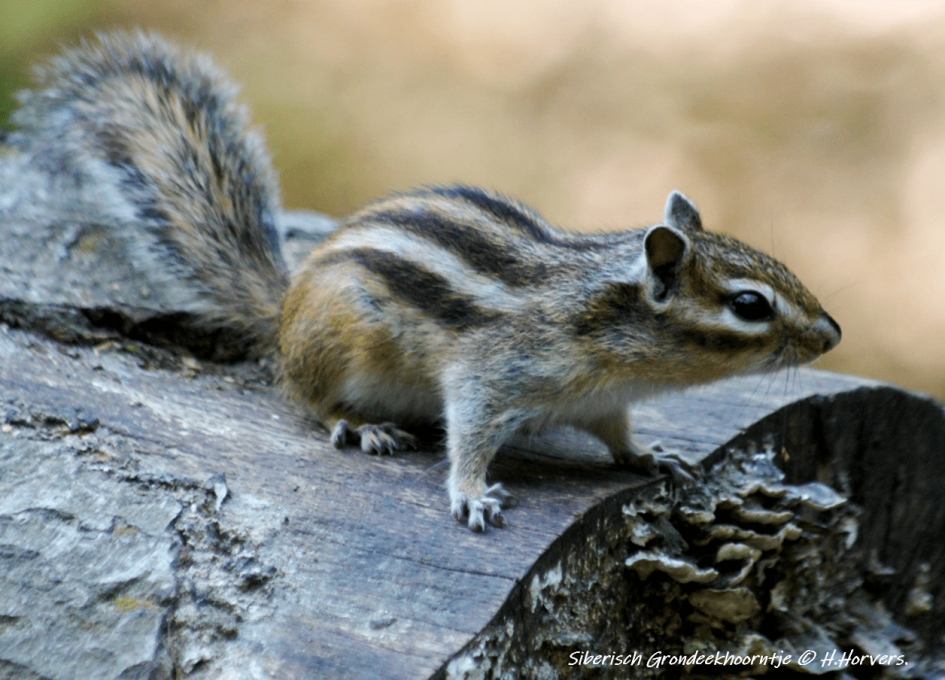 Siberische Grondeekhoorn - Zoogdieren - Siberische Grondeekhoorn