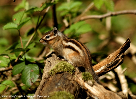 Siberische Grondeekhoorn.