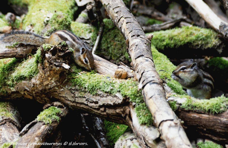 Siberische Grondeekhoorntjes - Zoogdieren - Siberische Grondeekhoorntjes