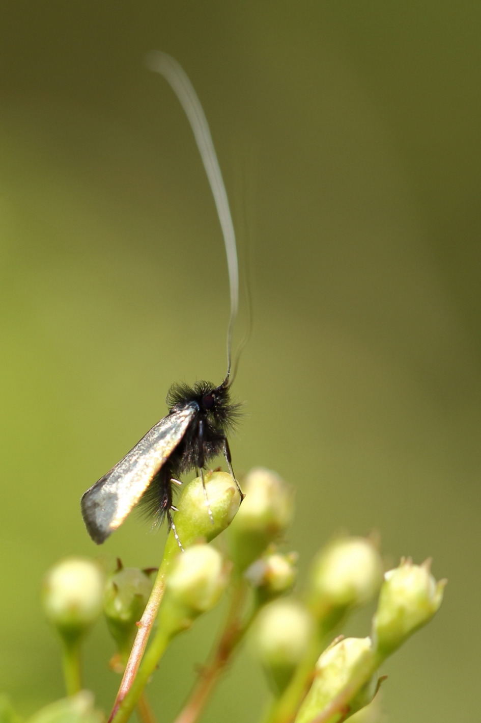 smaragdlangsprietmot -m- - Geleedpotigen - smaragdlangsprietmot